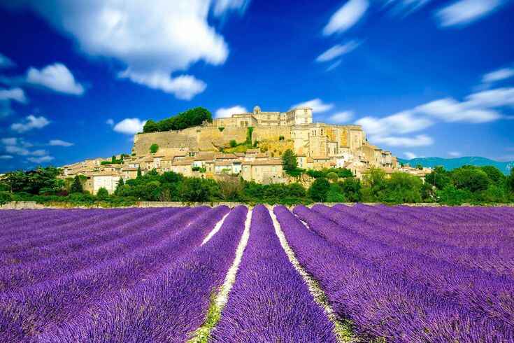 Lavender fields